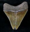 Serrated Juvenile Megalodon Tooth #20767-1
